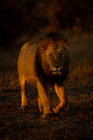 Male lion lifts foot walking toward cameraの写真素材
