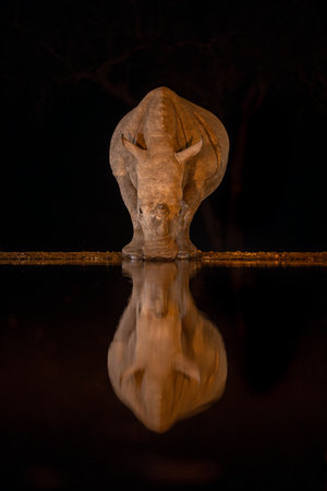 White rhino stands by waterhole facing cameraの写真素材