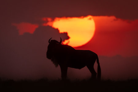 Blue wildebeest standing at sunset on horizonの写真素材