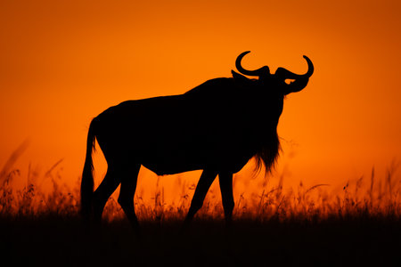 Blue wildebeest walks along horizon at dawnの写真素材