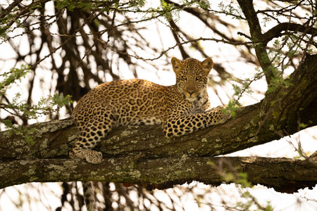Leopard cub lies on branch watching cameraの写真素材