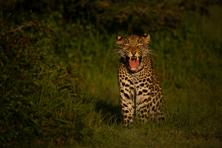 Female leopard cub sits yawning by bushの写真素材