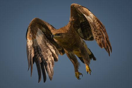 Steppe eagle flies through clear blue sky