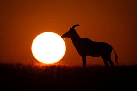 Topi stands in silhouette beside rising sunの写真素材
