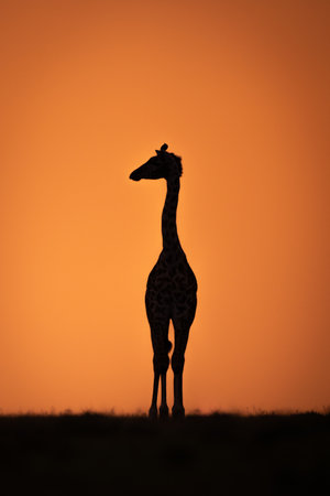 Masai giraffe stands turning head at sundownの写真素材