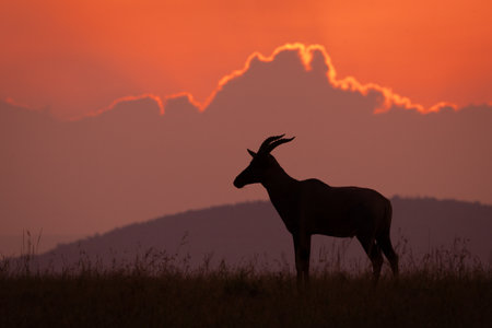Topi stands silhouetted in profile on horizonの写真素材