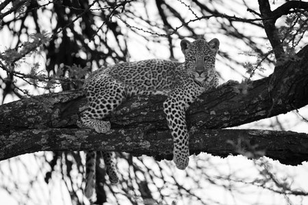 Mono leopard cub in tree watching cameraの写真素材