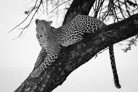 Mono leopard lies on branch looking roundの写真素材