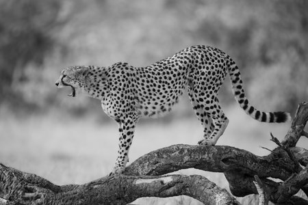 Mono cheetah stands yawning on dead logの写真素材