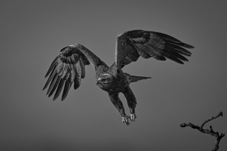 Mono steppe eagle takes off from branchの写真素材