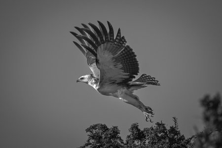 Mono martial eagle taking off from treetop