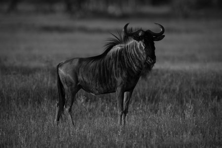 Mono wildebeest stands watching camera at sunsetの写真素材
