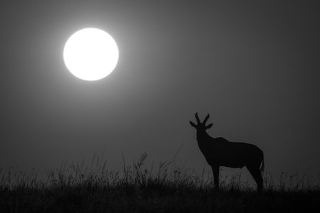 Mono topi silhouetted on horizon at sunrise