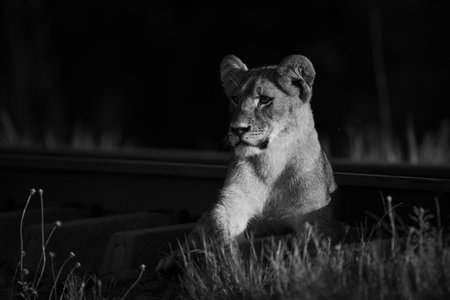 Mono lion cub beside railway at sunriseの写真素材