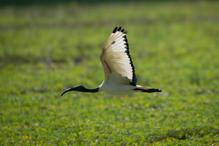 African sacred ibis crosses waterhole lifting wingsの写真素材