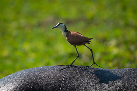 African jacana walks along back of hippoの写真素材