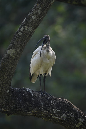 African sacred ibis opens beak on branchの写真素材
