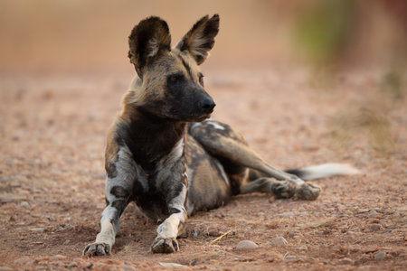 African wild dog lies down looking rightの写真素材