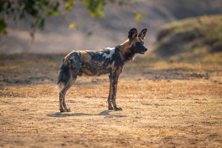 African wild dog stands backlit opening mouthの写真素材