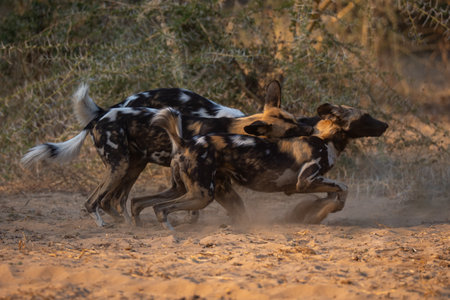 African wild dogs play fight on sandの写真素材