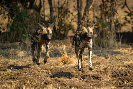African wild dogs cross clearing towards cameraの写真素材
