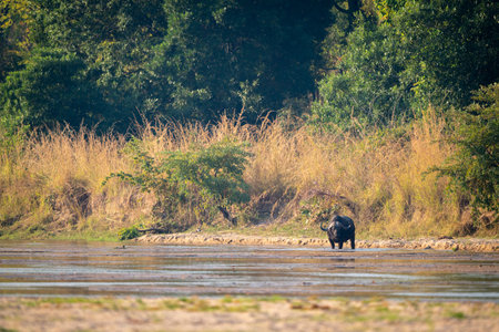 Cape buffalo stands in river near trees