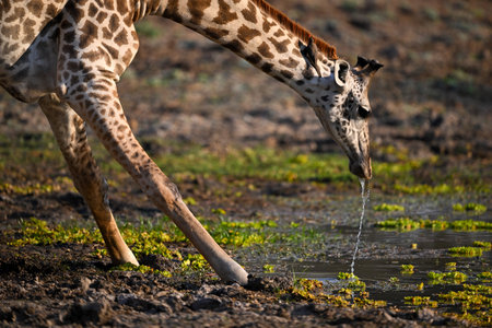 Close-up of Thornicroft giraffe stooping to drinkの写真素材