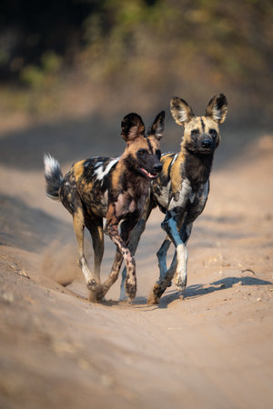 African wild dogs cross sandy track togetherの写真素材