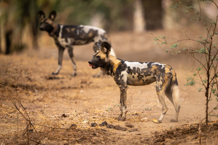 African wild dogs stand in sandy clearingの写真素材