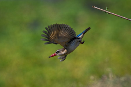 Brown-hooded kingfisher dives away from slim branchの写真素材