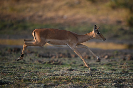 Female impala jumps over savannah in sunshineの写真素材