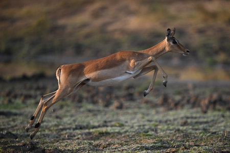 Female impala springing up using hind legsの写真素材