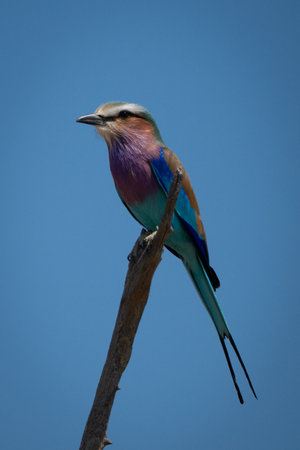 Lilac-breasted roller faces left on dead treeの写真素材