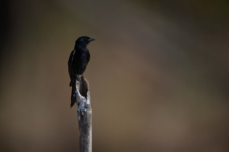 Fork-tailed drongo looks up from bamboo postの写真素材