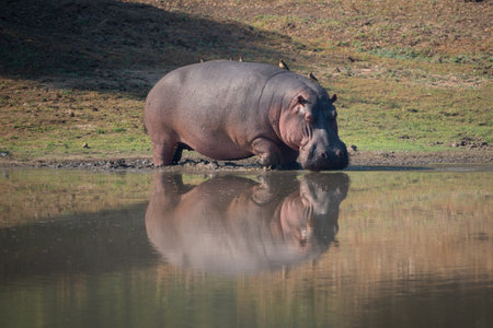Hippo walks into lagoon reflected in water