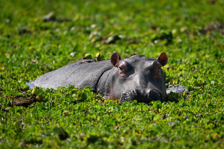 Hippo lies in waterhole eating Nile cabbageの写真素材