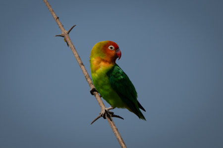 Lilian lovebird on thin branch turning roundの写真素材