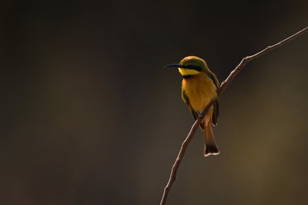 Little bee-eater backlit on branch turning head