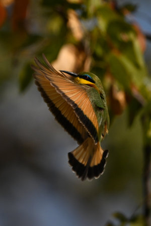 Little bee-eater about to land flapping wingsの写真素材