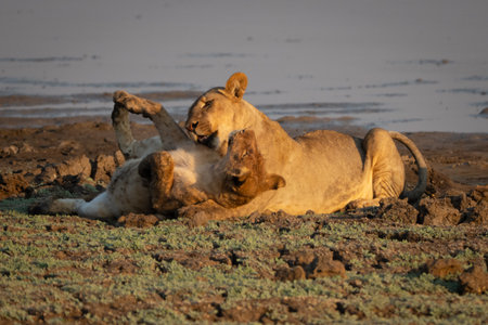 Lioness lies playing with cub by riverの写真素材