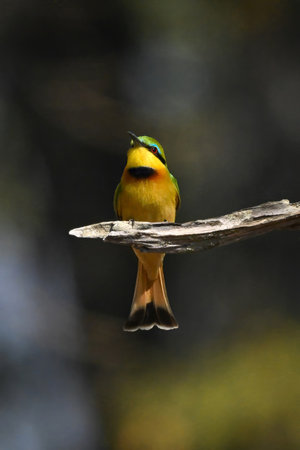 Little bee-eater faces camera on dead boughの写真素材