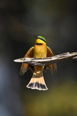 Little bee-eater flares wings landing on branchの写真素材