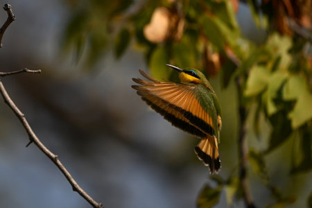 Little bee-eater flaps wings ready to landの写真素材