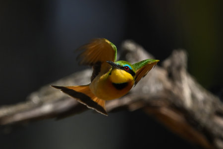 Little bee-eater flies with wings tucked inの写真素材