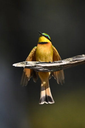 Little bee-eater lands on branch flaring wingsの写真素材