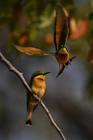Little bee-eater flies from another on branchの写真素材