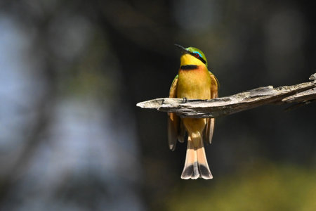 Little bee-eater lands on branch lifting beak