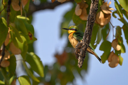 Little bee-eater on dry branch among leaves