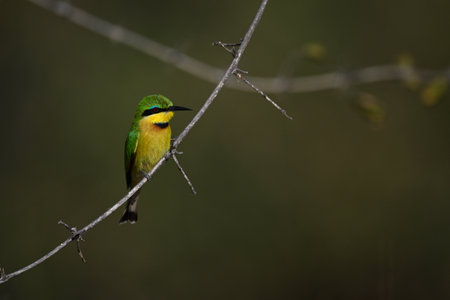 Little bee-eater on curving branch with catchlight