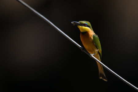 Little bee-eater on diagonal wire holding bug